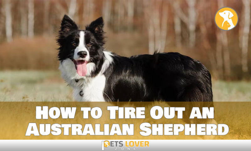 How to Tire Out an Australian Shepherd