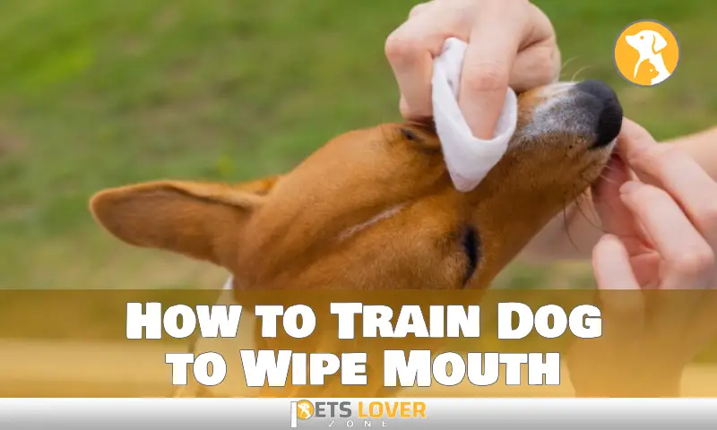 How to Train Dog to Wipe Mouth