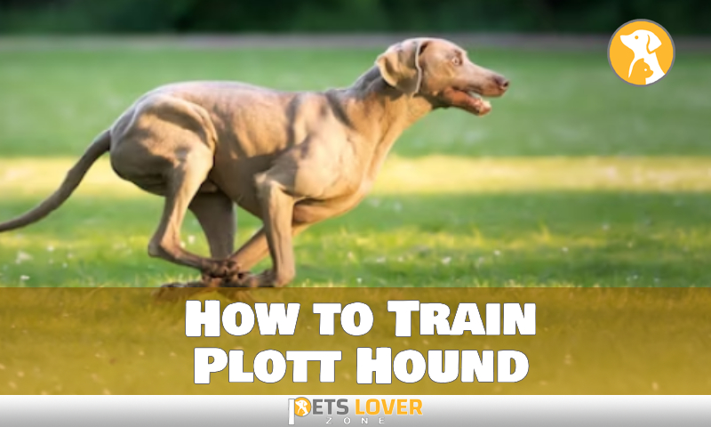 How to Train Plott Hound
