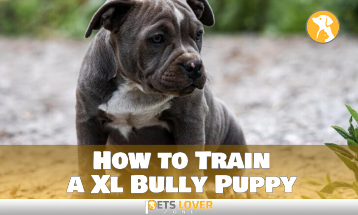 How To Train A Xl Bully Puppy To Get The Best Discipline