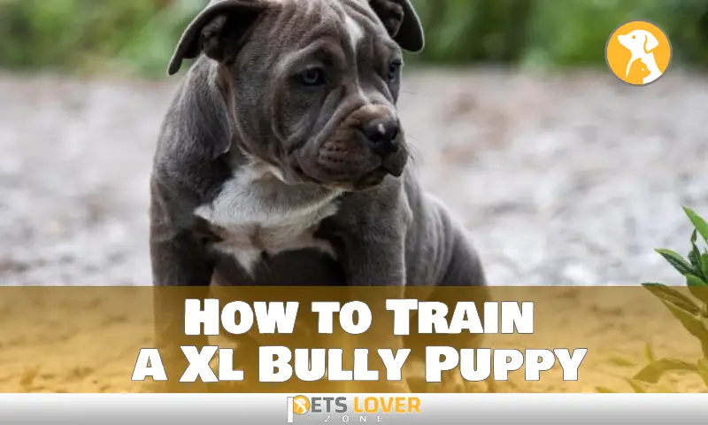 How to Train a Xl Bully Puppy