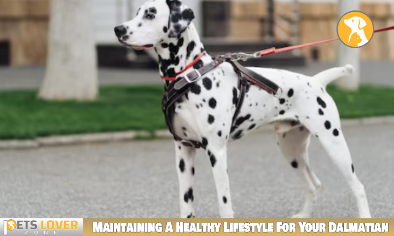 Maintaining A Healthy Lifestyle For Your Dalmatian