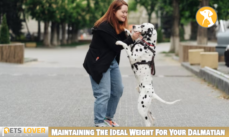 Maintaining The Ideal Weight For Your Dalmatian