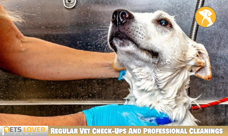 Find How to Get Rid of Blackheads on Dogs' Nipples Perfectly
