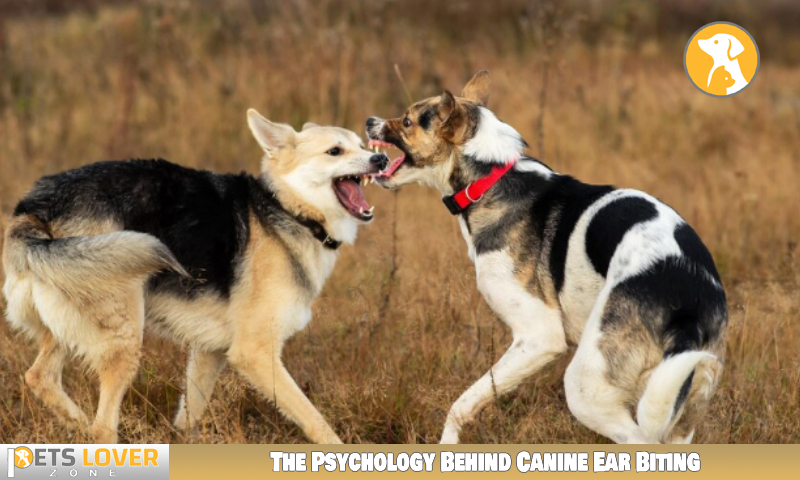 The Psychology Behind Canine Ear Biting