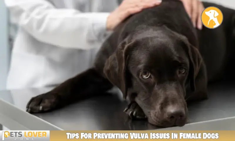 Tips For Preventing Vulva Issues In Female Dogs