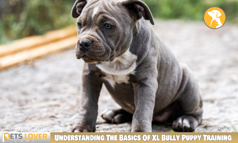 How To Train A Xl Bully Puppy To Get The Best Discipline