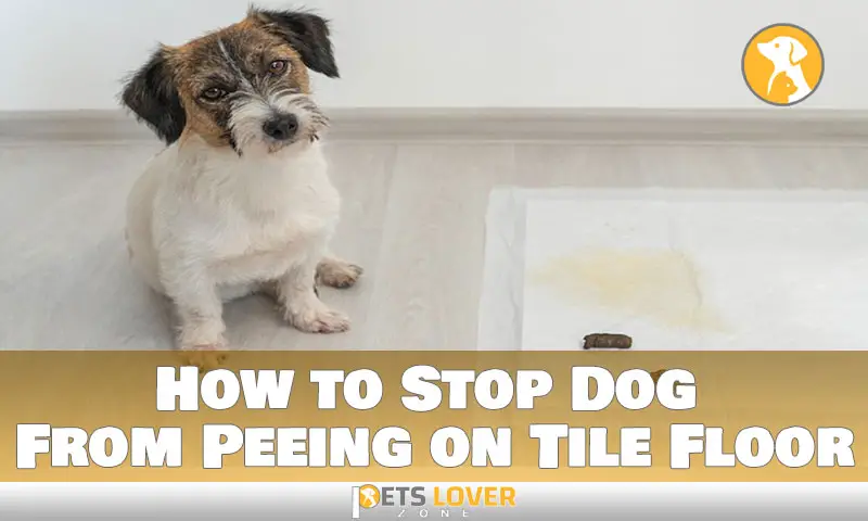 How to Stop Dog From Peeing on Tile Floor